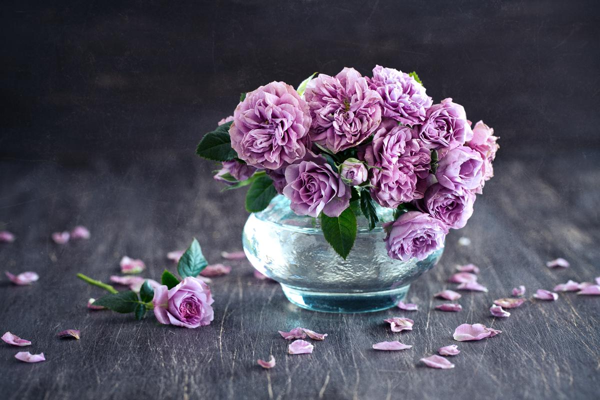 Beautiful fresh purple roses