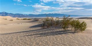 Plant on Mesquite Dunes