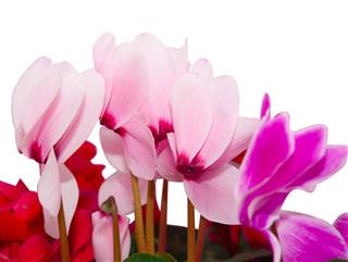 Cyclamen Flowers