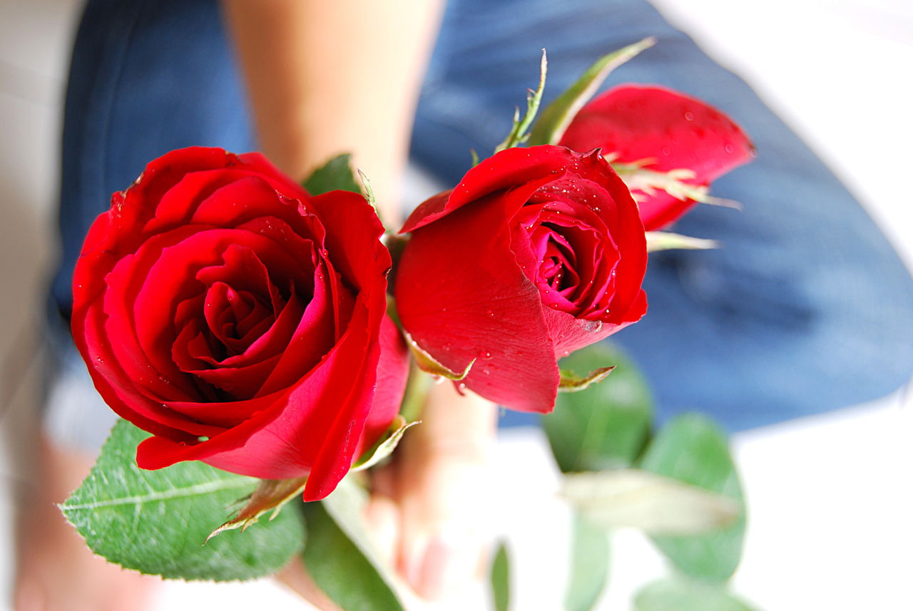 Red Rose