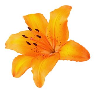 Orange Lily