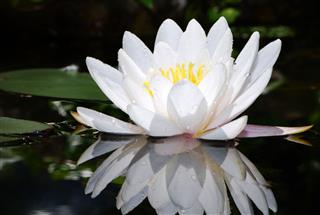 White Lotus