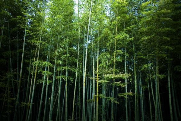 Tall Bamboo trees in a tropical rainforest