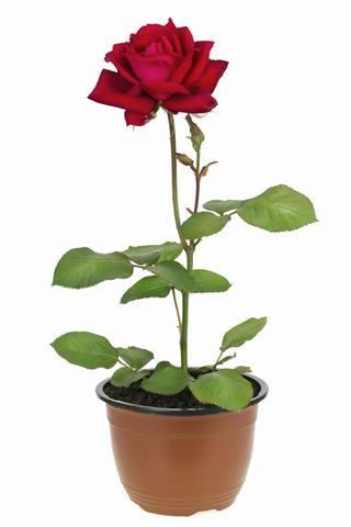 Red Rose
