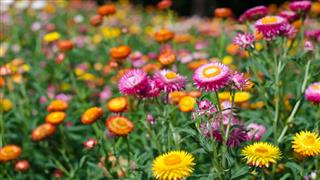 Helichrysum Bracteatum Blooming In Garden