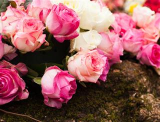 Pattern roses background