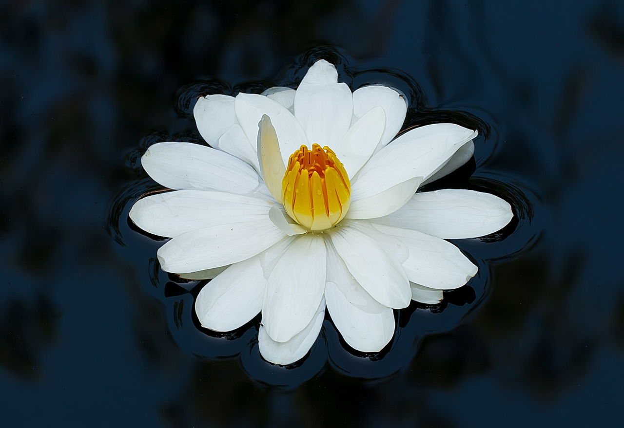 White Water Lily