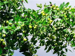 Green jujube on the tree