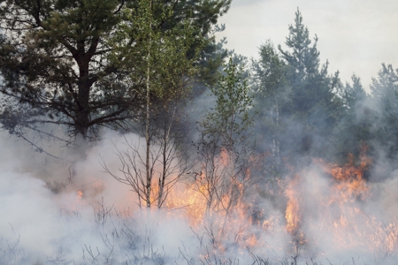 forest fires