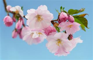 Japanese cherry (Sakura)with blossom