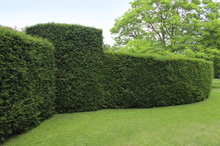 Best Hedges to Plant - Yew