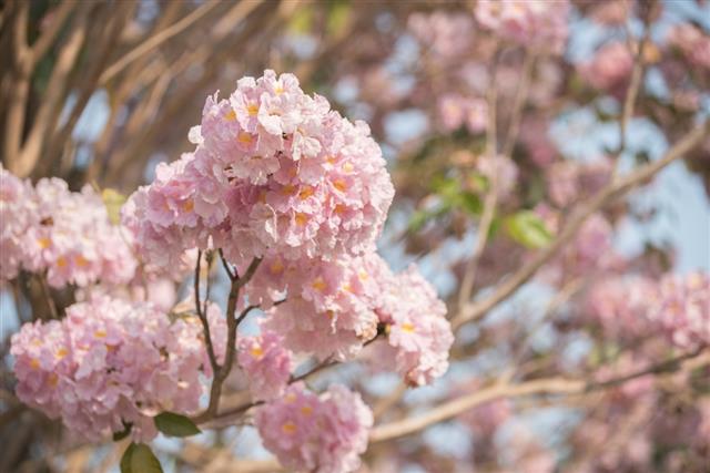 Tabebuia rosea is a Pink Flower neotropical tree. common name