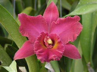 Blc Chia Lin