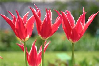 Tulips