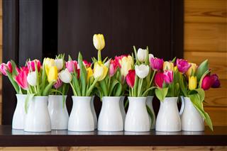 Many Tulips In Bowls
