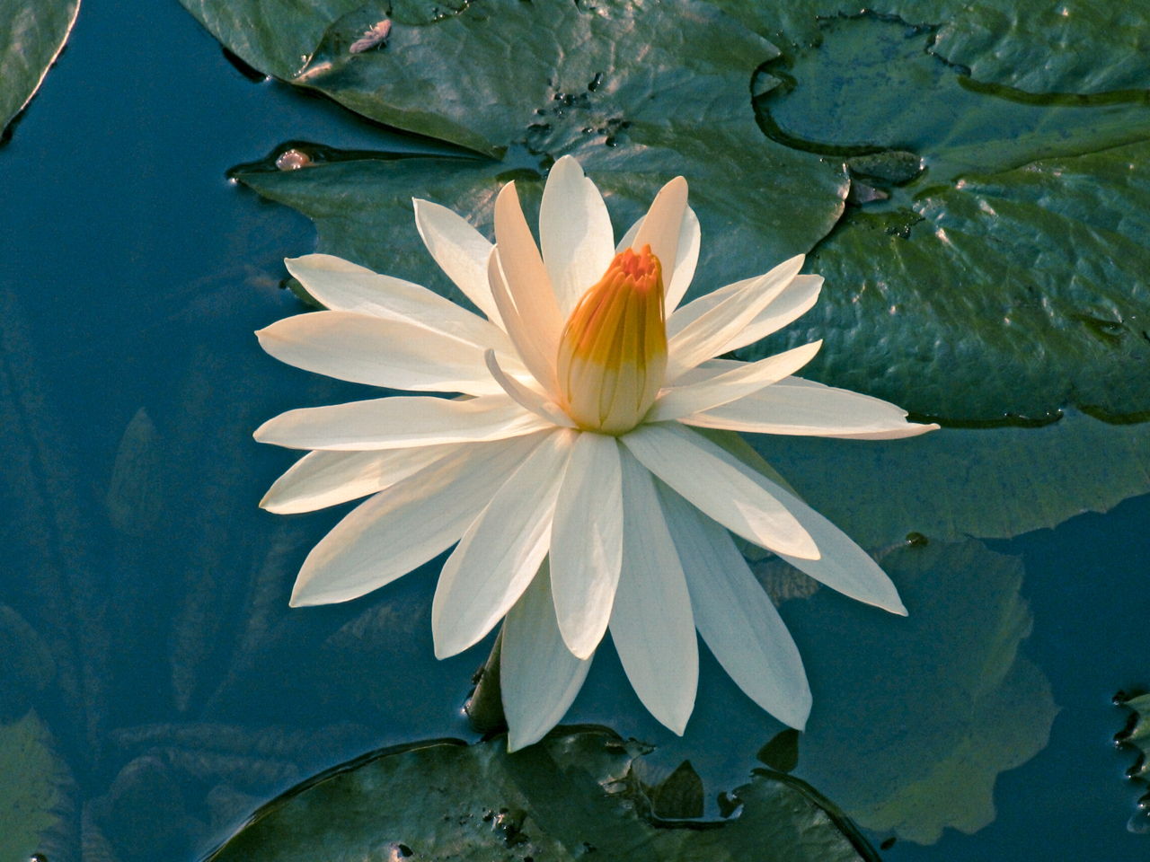 White Water Lily