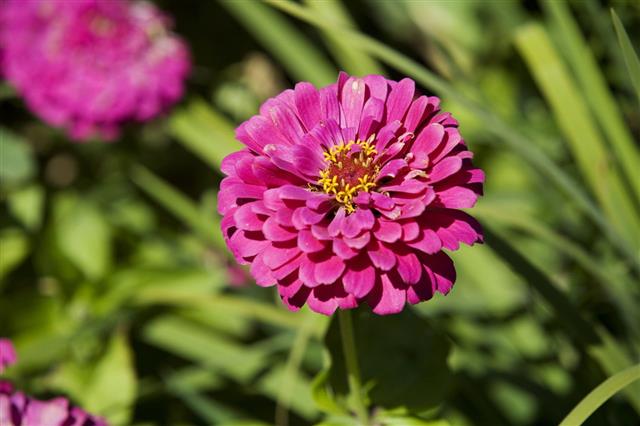 Zinnias In Butchart Gardens
