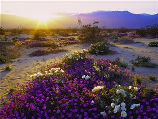 California Desert