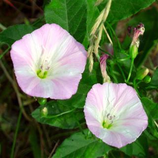 Convolvulus