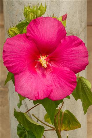 Pink Hibiscus