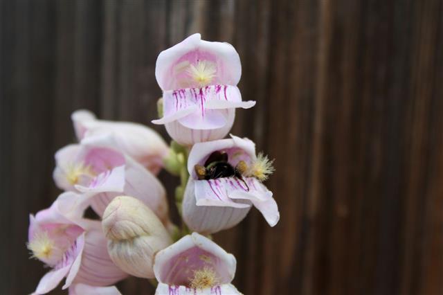 Busy Bumblebee In Penstemon
