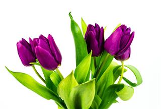 Tulip Beautiful Bouquet Of Tulips