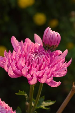Red Chrysanthemum
