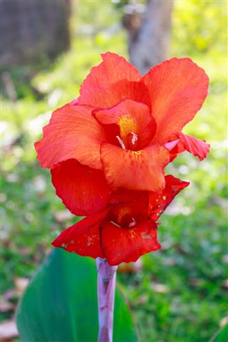 Canna Flower In The Garden