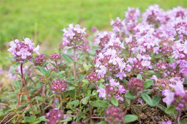 Wild Thyme