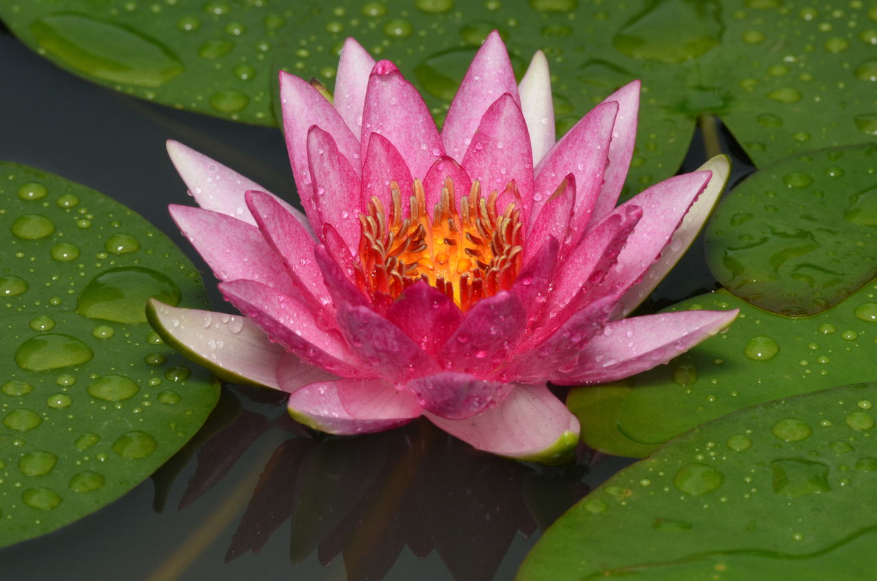 Pink Lotus