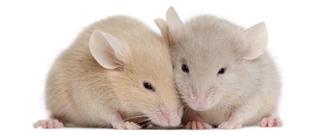 Two young mice