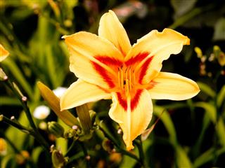 Yellow Lily Flower