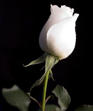 Beautiful Rose