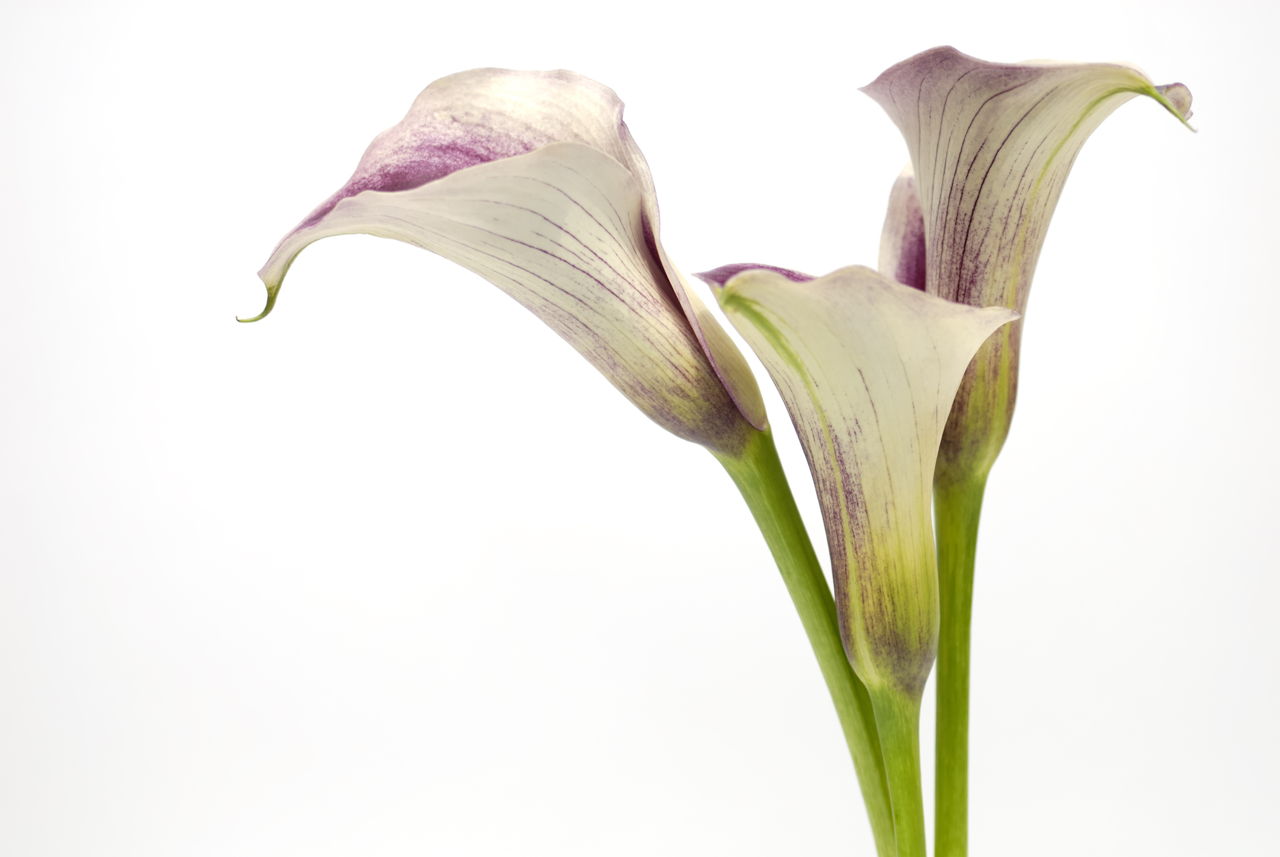 Calla Lily