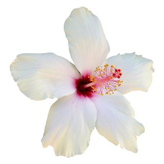 White Hibiscus Flower