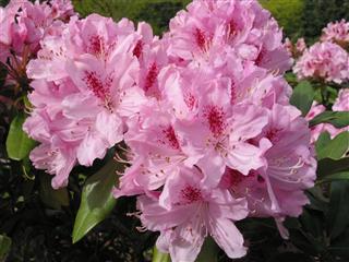 Pink Rhododendron