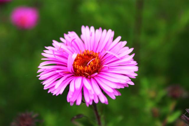 Beautiful And Bright Red Aster