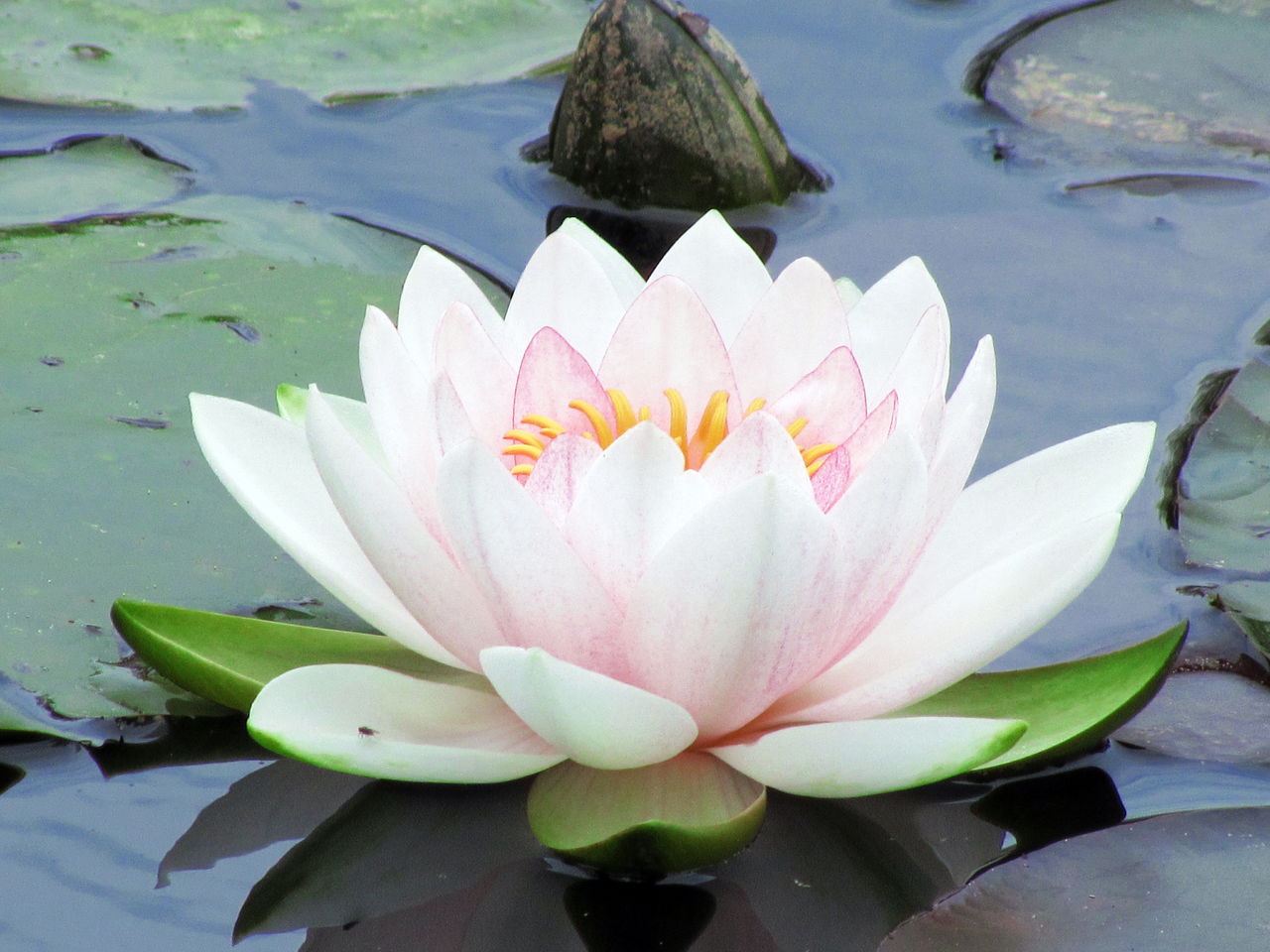 Lotus Waterlily