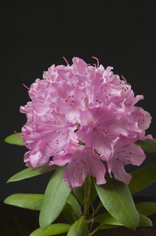 Macro Rhododendron Blossom