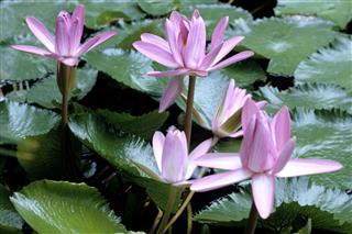 Nymphaea Stellata Tropical Water Lily
