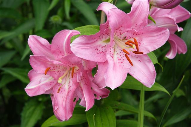 Pink Lily