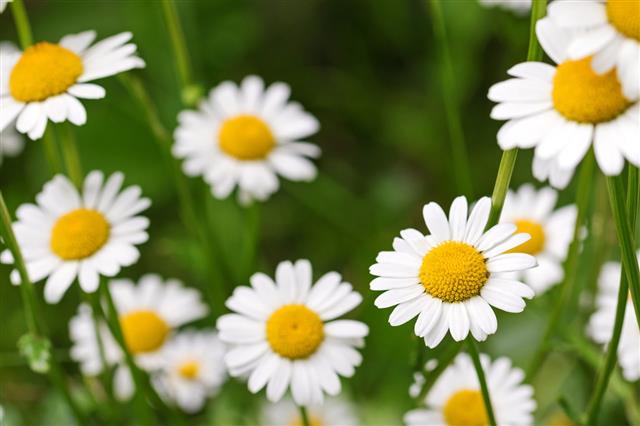 Oxeye Daisy Flower