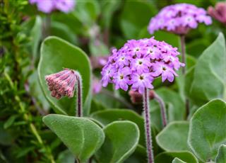 Sand Verbena Flowers