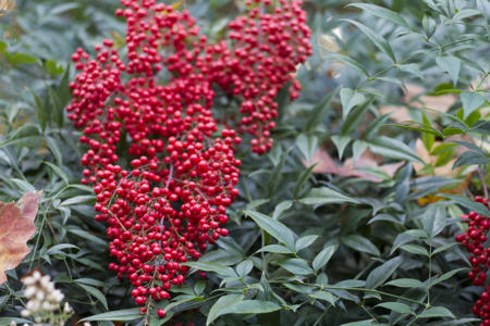 Inkberry Holly