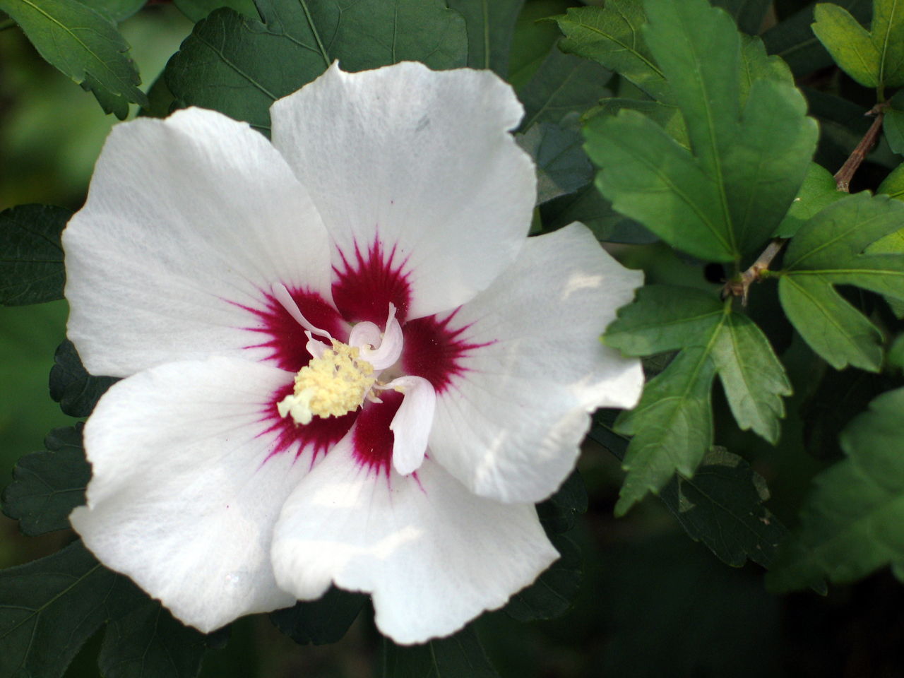 White Rose Of Sharon