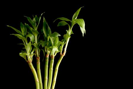 lucky bamboo plant