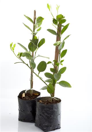 Lemon tree