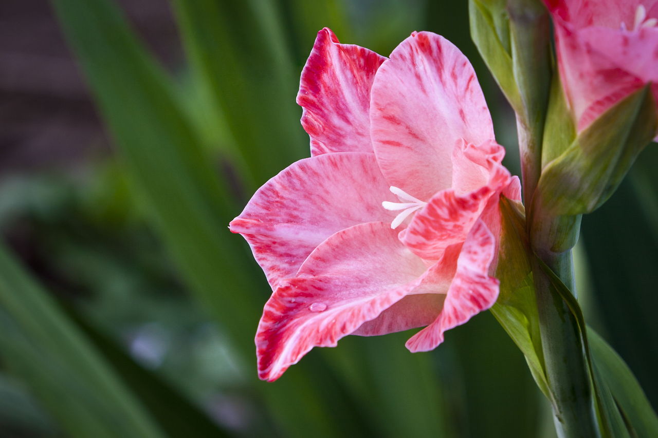 Gladiolus