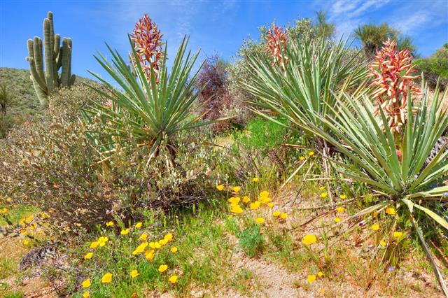 Yucca plant