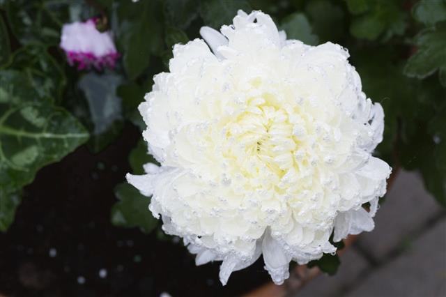 White Chrysanthemum